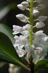 Buckwheat tree <BR>Black titi